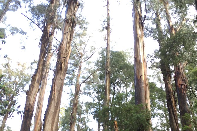 [Private Tour] Healesville Sanctuary Wildlife & Puffing Billy Steam Train - Healesville Sanctuary’s native bushland setting (and why it’s more than a zoo)