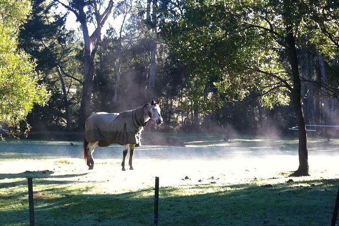 [Private Tour] Healesville Sanctuary Wildlife & Puffing Billy Steam Train - Who this day trip suits best