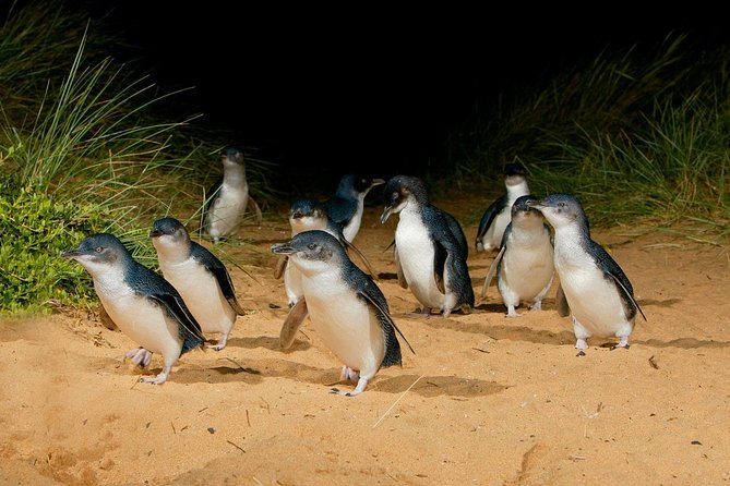 [Private Tour] “Penguin Parade” Phillip Island Tour. - Key Things I’d Pay Attention To