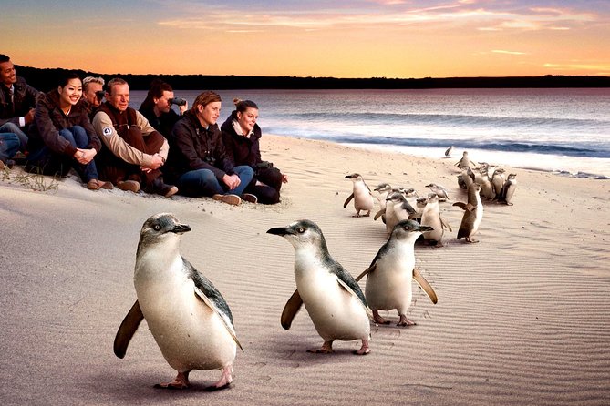 [Private Tour] “Penguin Parade” Phillip Island Tour. - Price and Value: What You’re Paying For at $645.52