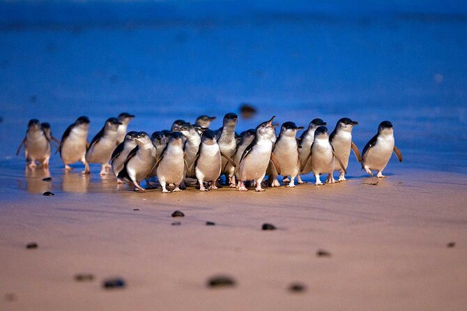[Private Tour] “Penguin Parade” Phillip Island Tour. - Stop 3: Churchill Island Historic Farm for Farming Demonstrations