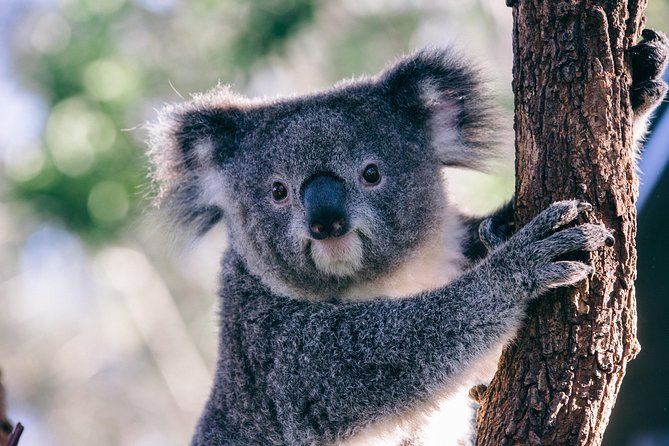 [Private Tour] “Penguin Parade” Phillip Island Tour. - Stop 4: Seal Rock Coastal Walk for Wallabies, Birds, and Possible Reptiles