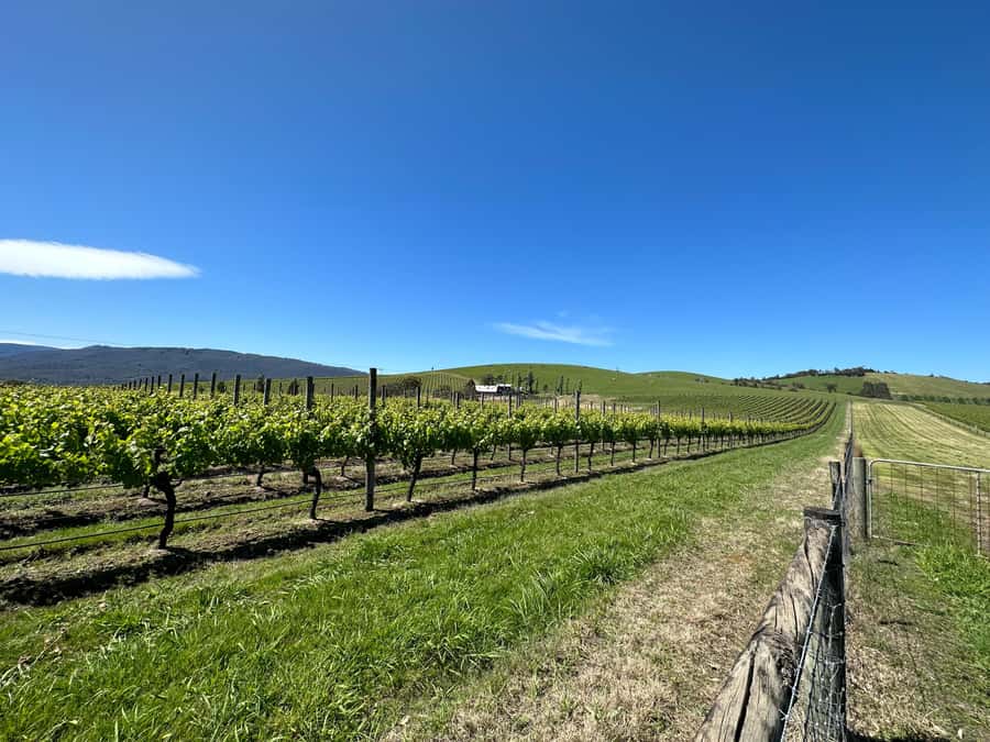 Private Tour: Yarra Valley Wine, Cheese, Gin & Chocolatrie - Private comfort from Melbourne: why this tour format works