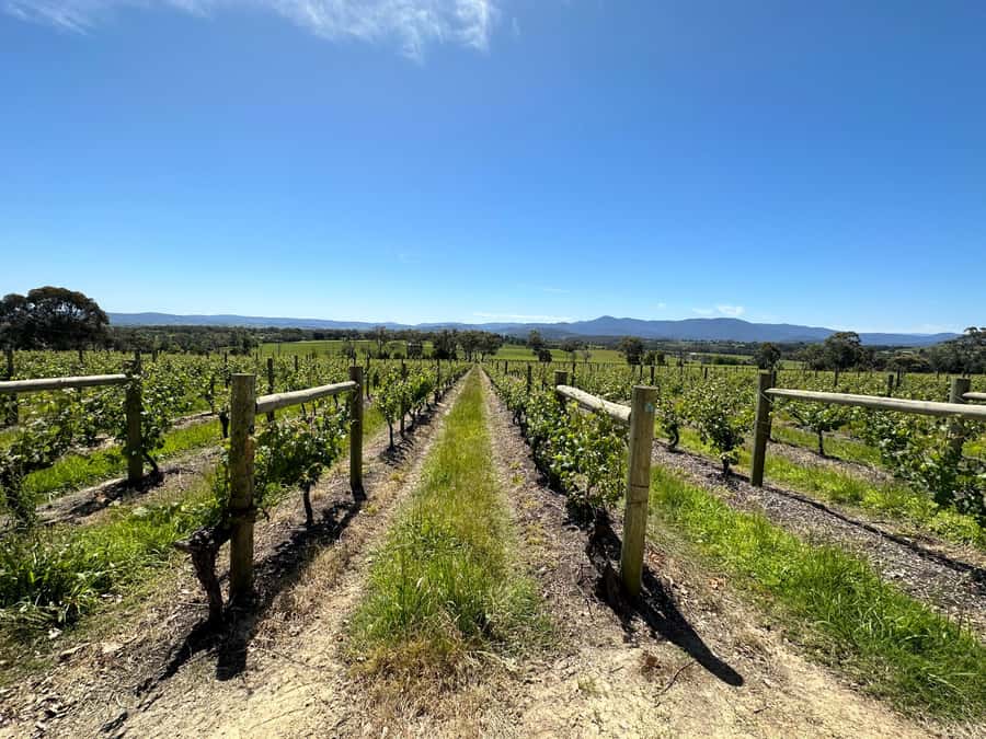 Private Tour: Yarra Valley Wine, Cheese, Gin & Chocolatrie - Spirits and chocolaterie: finishing strong without dragging the day