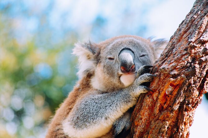 Private Wildlife Waterfalls and Wine Day Tour from Sydney - South of Sydney in One Long, Worth-it Day