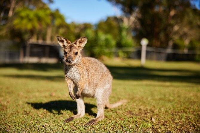 Private Wildlife Waterfalls and Wine Day Tour from Sydney - Sea Cliff Bridge and the Grand Pacific Drive