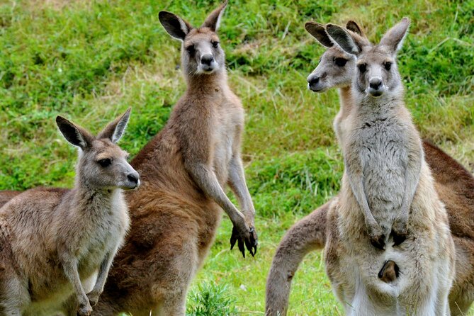 Puffing Billy And Healesville Sanctuary Scenic Tour - What the included perks really do for your day
