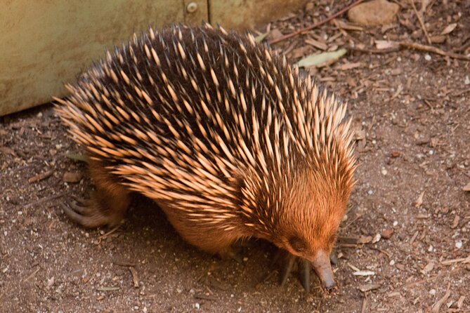 Puffing Billy And Healesville Sanctuary Scenic Tour - Your guide matters: the human touch behind the schedule
