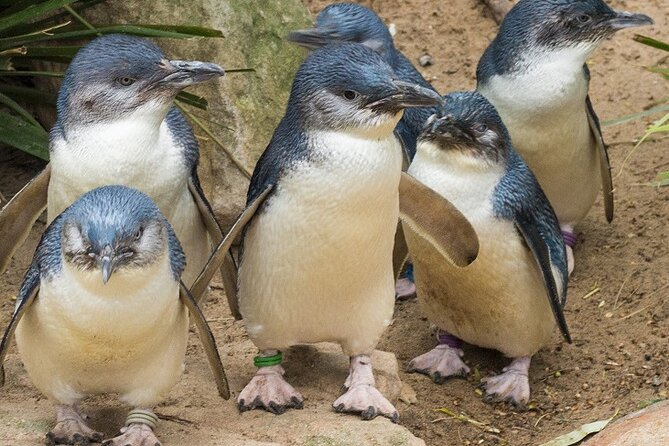Puffing Billy And Phillip Island Penguin Parade Bus Tour - When weather (or special events) affect the plan