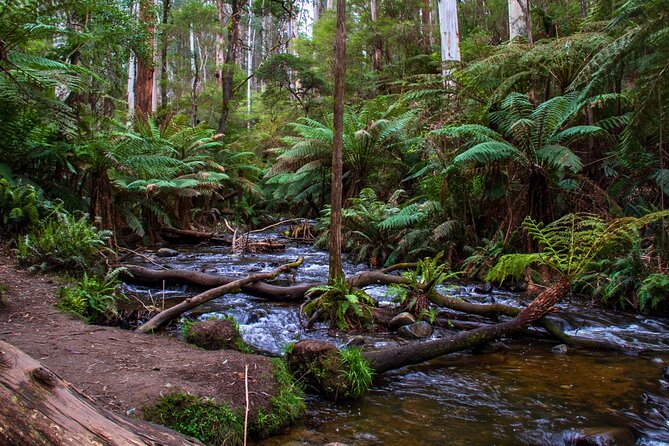 Puffing Billy, Forest Trails and Yarra Valley Discovery Tour - Yarra Valley at Killara Estate: Wine Tasting or a Sweet Treat