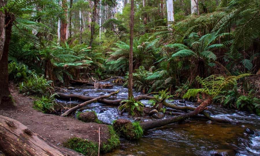 Puffing Billy, Forest Trails & Yarra Valley Discovery Tour - Cement Creek Redwood Forest walk: guided time that’s easy on your feet