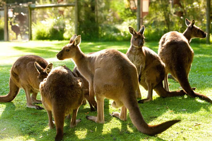 Puffing Billy, Healesville Sanctuary & Chocolatier - Pickup options: making the start easier around Melbourne