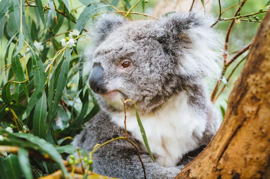 Puffing Billy, Healesville Sanctuary & Chocolatier - FAQ