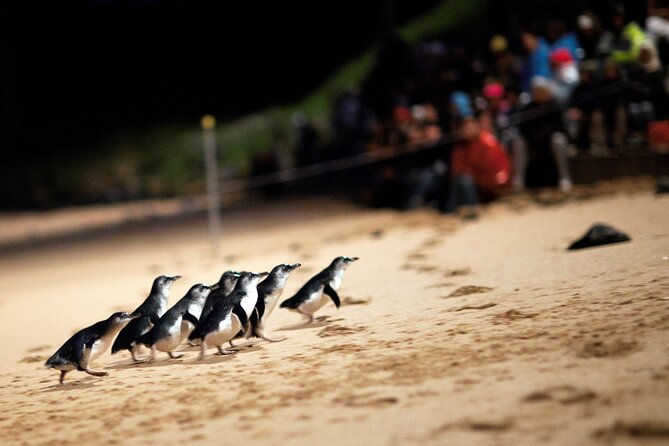 Puffing Billy Steam Train and Penguins Wildlife Tour - What You Pay for: Value Breakdown of the AUD $164.25 Price
