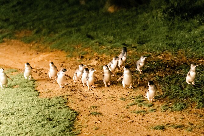 Puffing Billy Steam Train and Penguins Wildlife Tour - Who This Tour Fits Best (and Who Might Skip It)