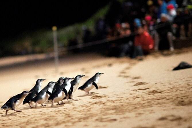 Puffing Billy Tour and Penguin Parade from Melbourne - A Two-Act Day: Train Views by Morning, Penguins by Night
