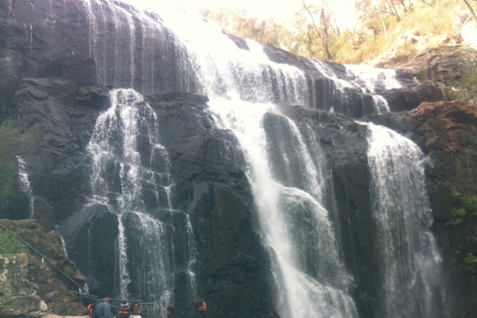 Puffing Billy Train and Phillip Island Penguin Parade Day Tour - Price and Value: Is $105.43 Actually a Deal?