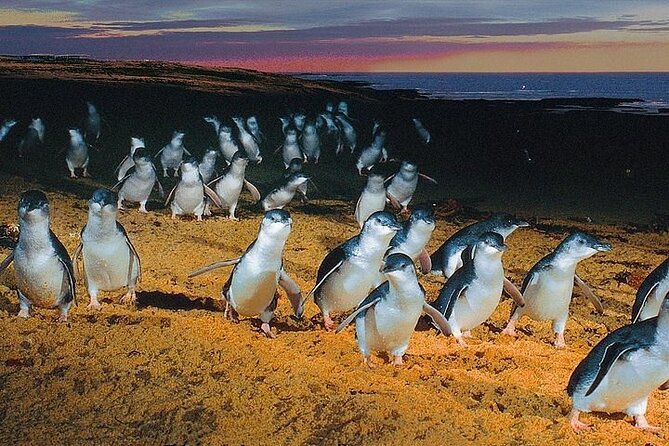 Puffing Billy Train and Phillip Island Penguin Parade Day Tour - Timing Reality: When the Bus Feels Long