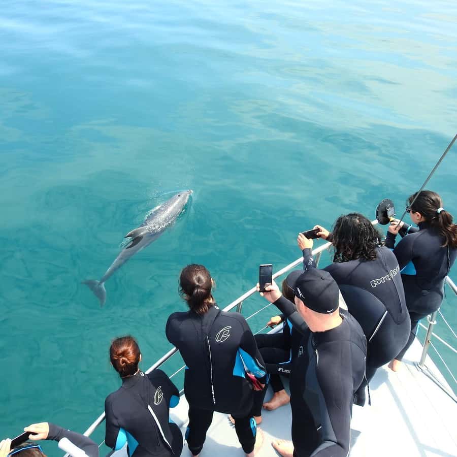 Queenscliff Harbour: 3.5hr Seal & Dolphin Snorkelling Tour - Key highlights at a glance