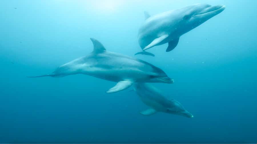 Queenscliff Harbour: 3.5hr Seal & Dolphin Snorkelling Tour - Entering Port Phillip Bay: Queenscliff Harbour and the 3.5-hour rhythm