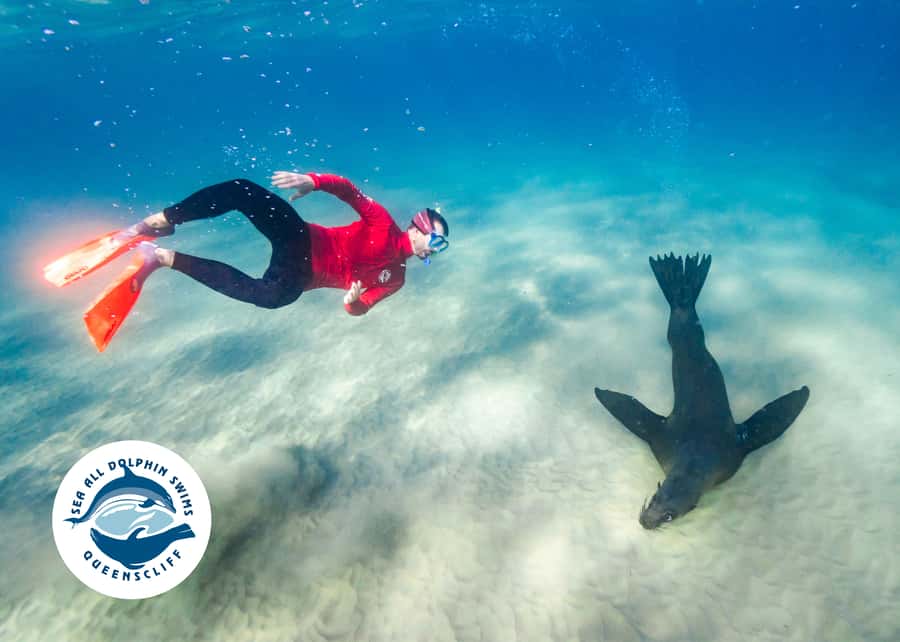 Queenscliff Harbour: 3.5hr Seal & Dolphin Snorkelling Tour - Choosing snorkelling or sightseeing: who should pick what