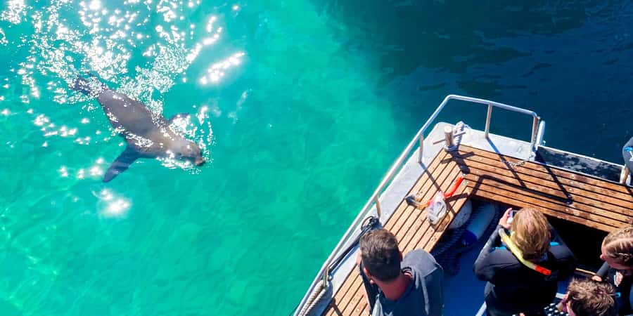Queenscliff Harbour: 3.5hr Seal & Dolphin Snorkelling Tour - Weather and schedule changes: why the bay sometimes shifts the plan
