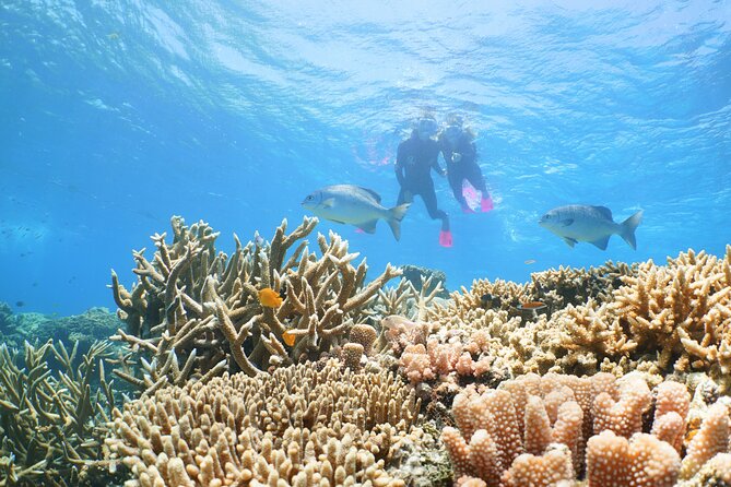 Quicksilver Outer Great Barrier Reef Snorkel Cruise from Palm Cove - Palm Cove pickup, Port Douglas departure, and the big-boat ride