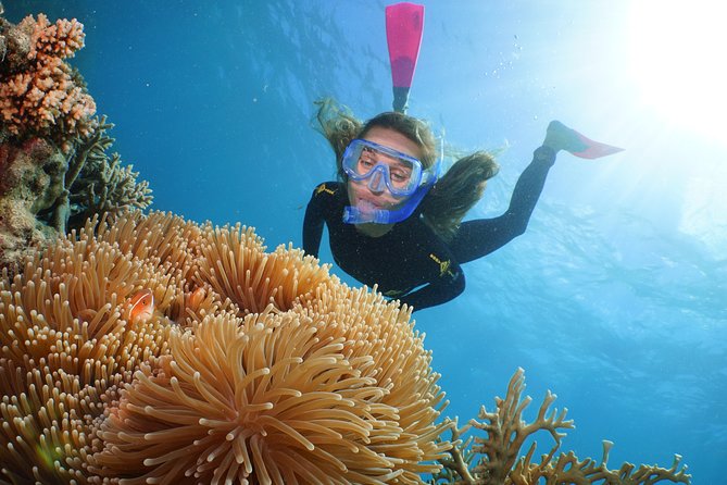 Quicksilver Outer Great Barrier Reef Snorkel Cruise from Palm Cove - Optional upgrades: guided snorkeling, intro scuba, and Ocean Walker helmet tour
