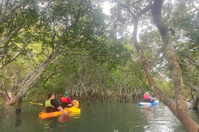 Raby Bay Wildlife Kayak Tour - Key highlights before you go