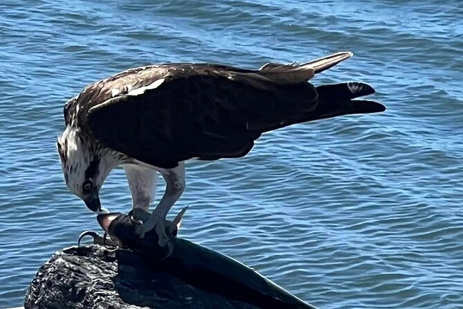 Raby Bay Wildlife Kayak Tour - Stop 2: Rocky coral reef paddle for turtles, dolphins, and fish