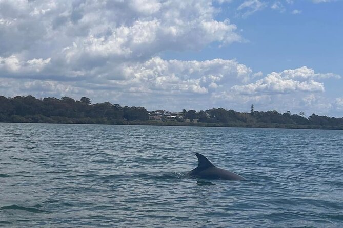 Raby Bay Wildlife Kayak Tour - What the guide actually adds to the experience