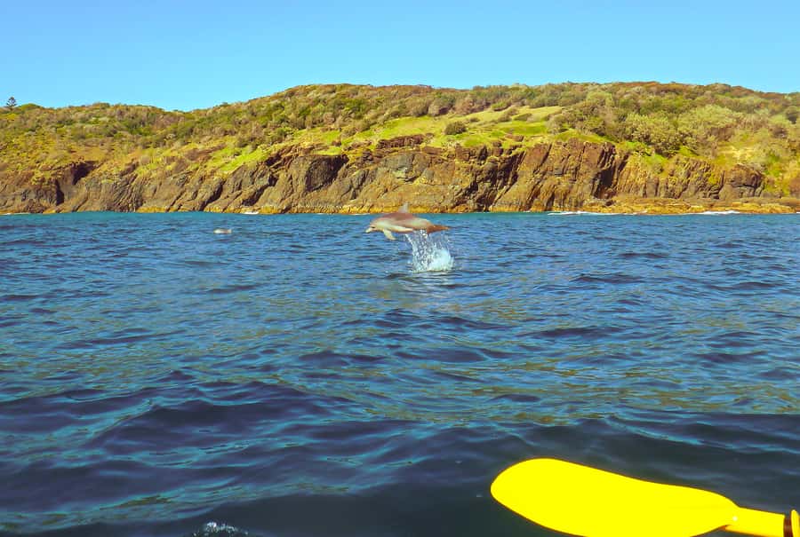Rainbow Beach: Kayaking with Dolphins and Beach 4WD Tour - Key things to know before you go