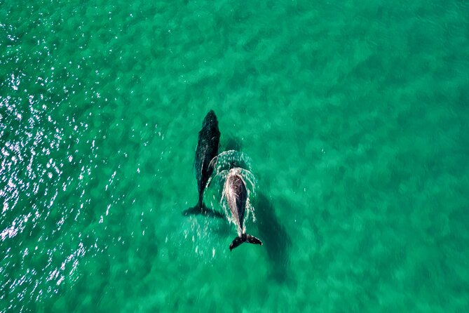 Rainbow Beach: Whale Watching Ocean Kayak Tour & Beach 4X4 - Equipment and clothing: wetshirt/wetsuit, softboards, and comfort tips