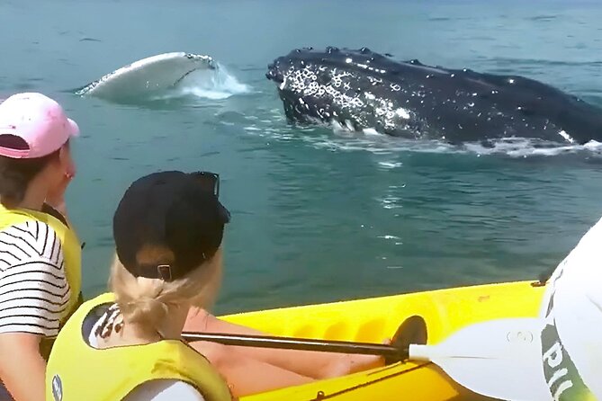 Rainbow Beach: Whale Watching Ocean Kayak Tour & Beach 4X4 - Dolphins, turtles, rays, and the surprise wildlife moments