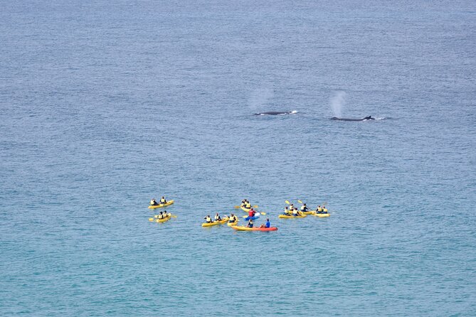 Rainbow Beach: Whale Watching Ocean Kayak Tour & Beach 4X4 - Beach time and the small comforts that keep the day smooth