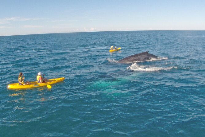 Rainbow Beach: Whale Watching Ocean Kayak Tour & Beach 4X4 - Whale-season timing: June to October is the whole deal