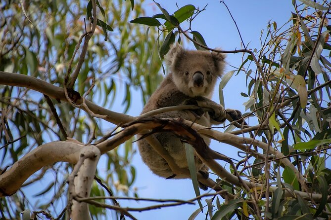 Reimagined Great Ocean Road 1-Day Tour from Melbourne - Great Otway National Park: Eucalyptus Air and Koala Chances