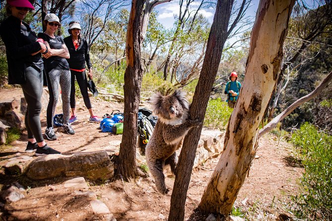 Rock Climbing and Abseiling in Adelaide - Getting Started at 576 Magill Rd: What the First Moments Are Really Like