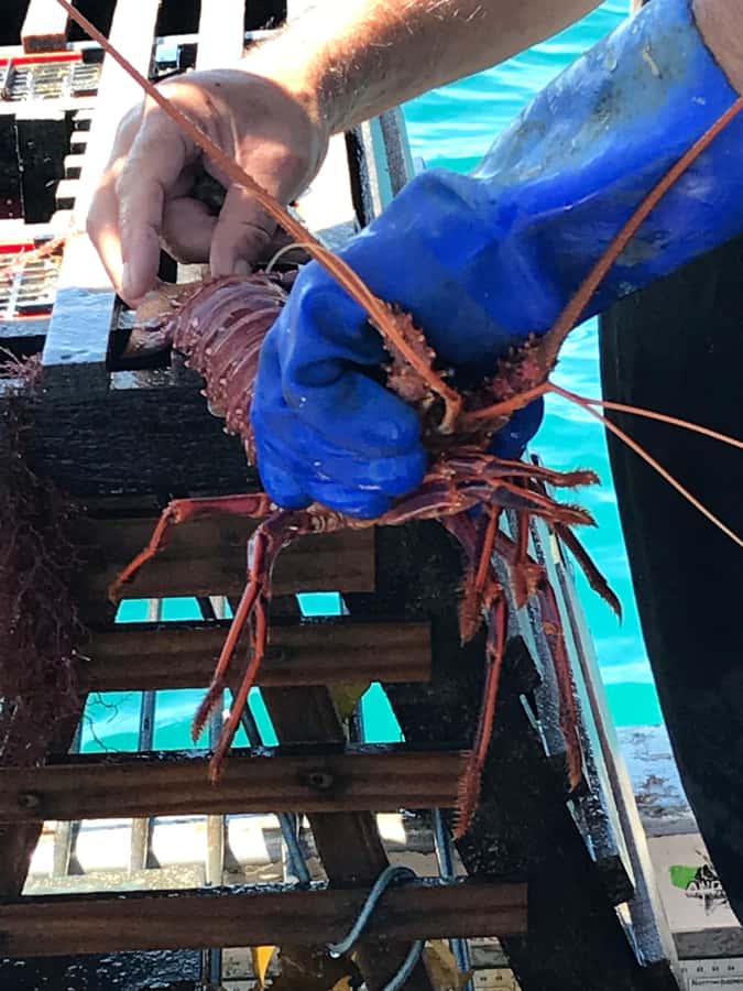 Rockingham: Lobster Catch and Keep Tour with Refreshments - Sustainability and local maritime history: why it feels responsible
