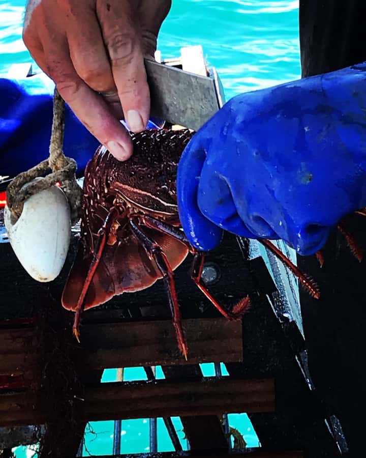Rockingham: Lobster Catch and Keep Tour with Refreshments - Morning refreshments and the cooler bag with ice
