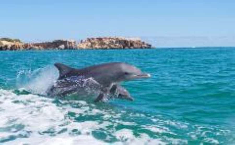 Rockingham: Shoalwater Islands, Dolphins, and Sea Lions Tour - Shoalwater Islands Marine Park: why this short cruise feels like a full day