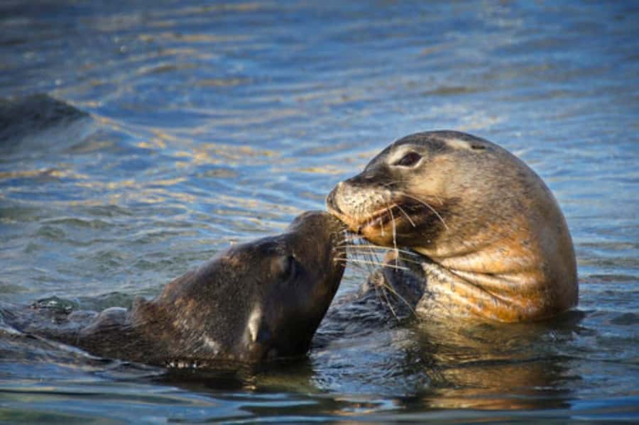 Rockingham: Shoalwater Islands, Dolphins, and Sea Lions Tour - Who should book this tour, and who should pick something else
