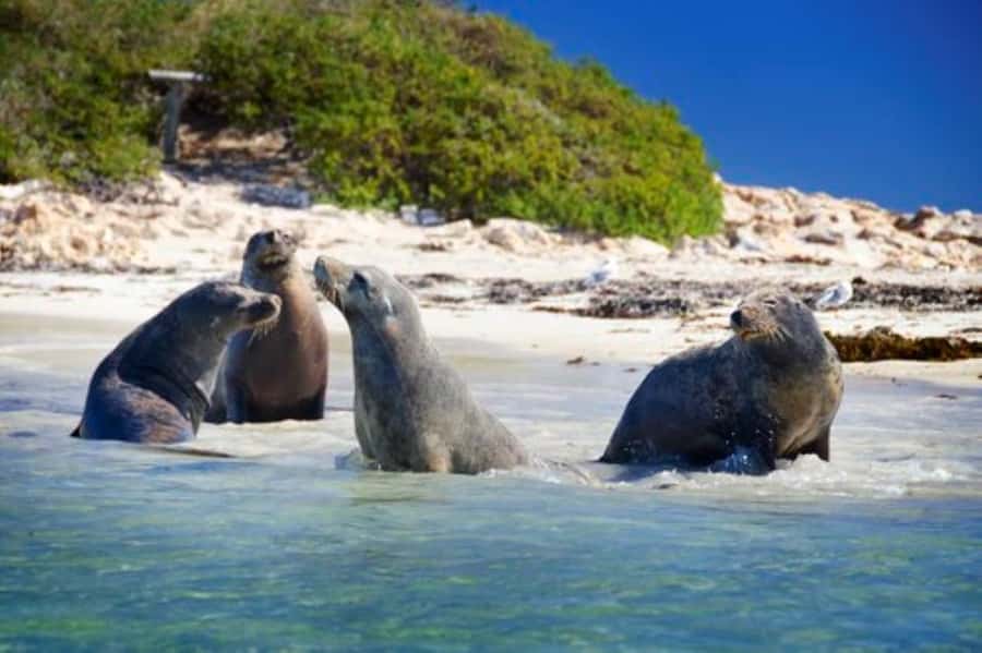 Rockingham: Shoalwater Islands, Dolphins, and Sea Lions Tour - The meet-up rhythm: Penguin Island Visitor Centre and a quick start