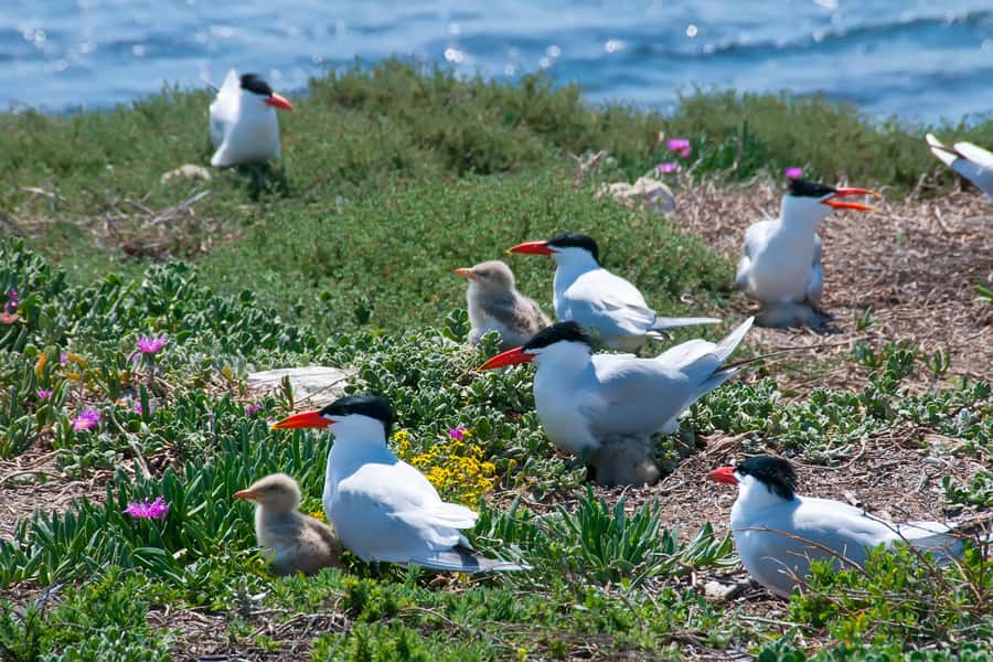 Rockingham: Shoalwater Islands, Dolphins, and Sea Lions Tour - Dolphin spotting that actually makes sense