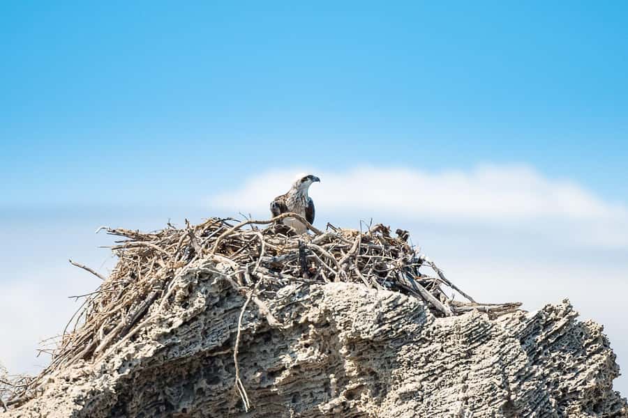 Rockingham: Shoalwater Islands, Dolphins, and Sea Lions Tour - Pelicans, cormorants, and birds of prey: the “bonus wildlife” you’ll notice more