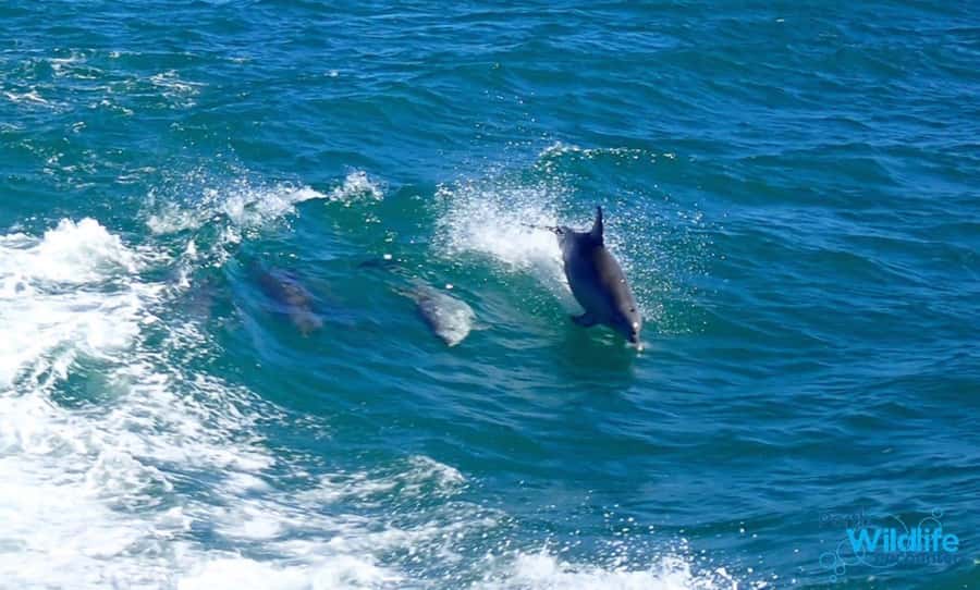 Rockingham: Shoalwater Islands, Dolphins, and Sea Lions Tour - The 60-minute glass-bottom cruise: what you’re really paying for