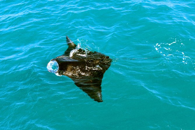 Roebuck Bay Sunset & Snubfin Dolphin Cruise - Is it good value at $104 per person?