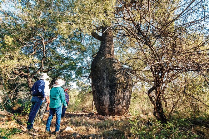 Roma: Landscape and Legacy Day Tour Including Lunch - From the Sale Yards to the Outback Afternoon: What the Day Feels Like