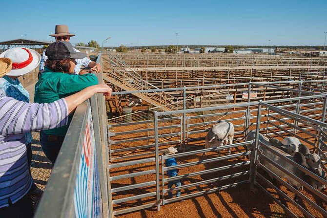 Roma Revelation Tour Experience - Why the cattle sale yards stop is worth your attention