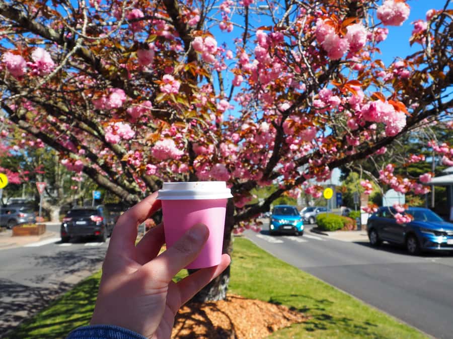 Roos, Blues & Views - Blue Mountains Day Tour w Lunch - Key things I’d plan around